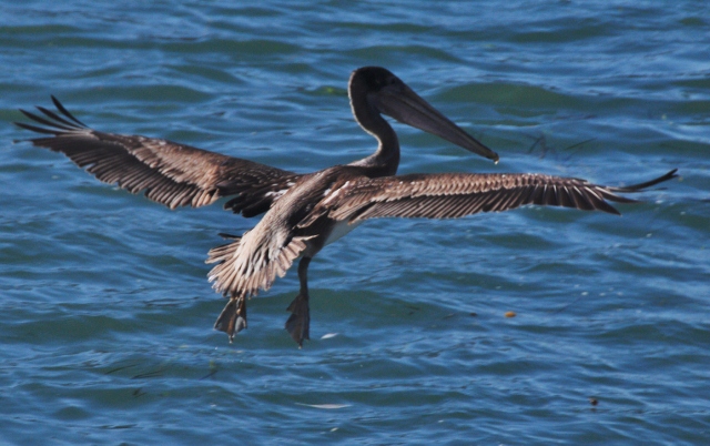 brown pelican